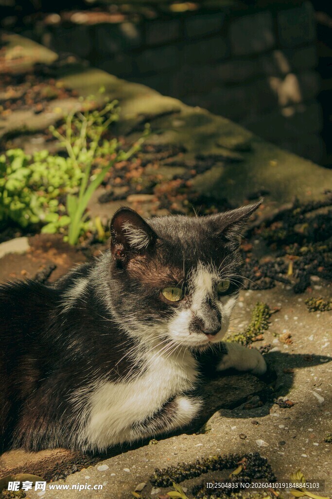 阳光下休憩的可爱猫咪
