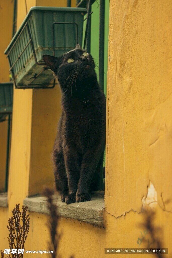 黑猫坐于黄墙窗台