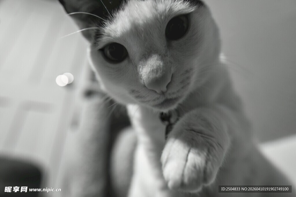 可爱猫咪伸出小爪子