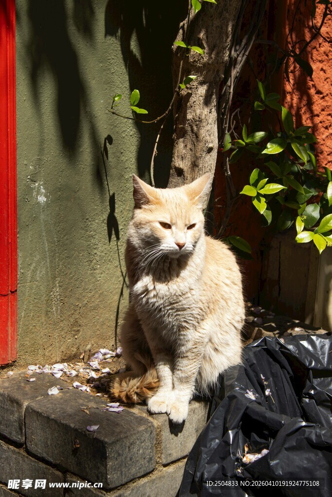 墙边的橘白猫咪