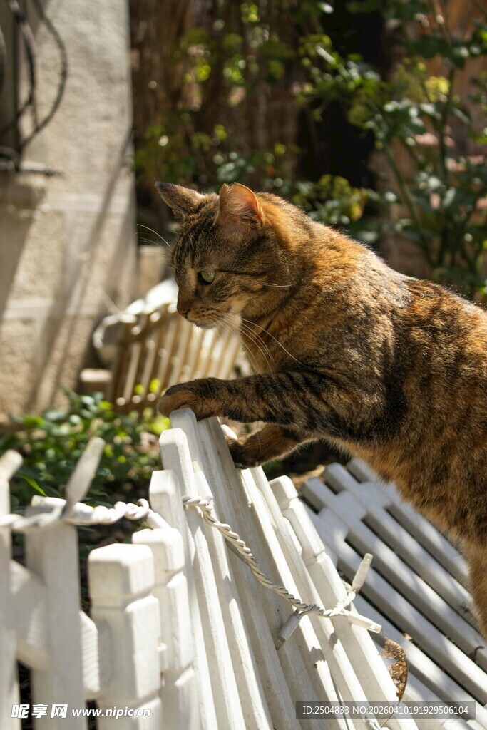 猫咪趴卧在白色栏杆上