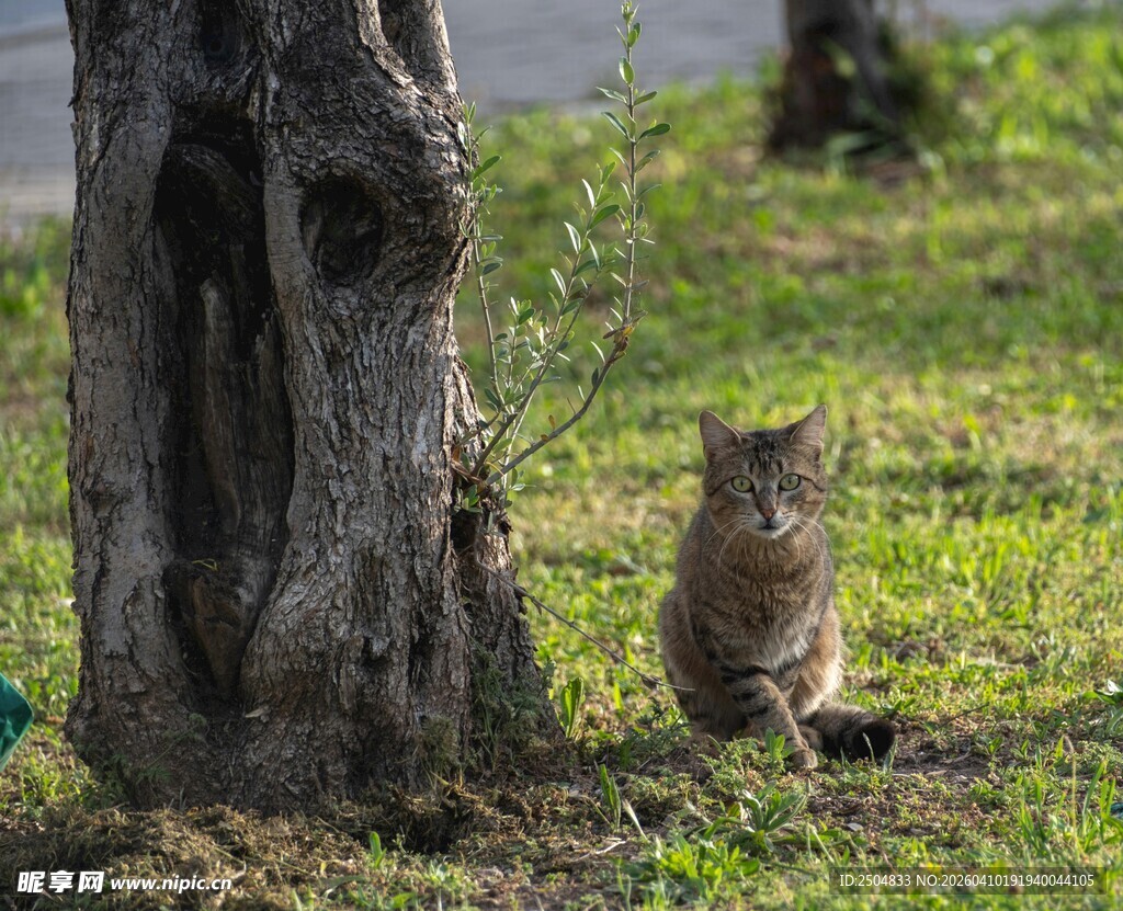 树下蹲坐的可爱小猫