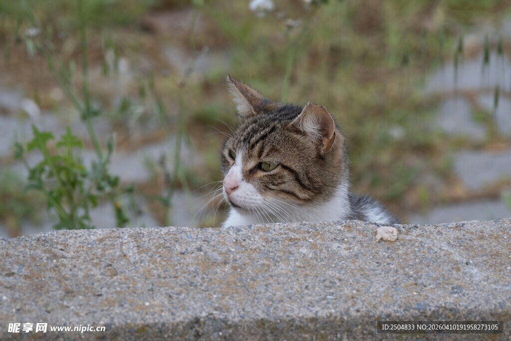 探头猫咪的可爱瞬间