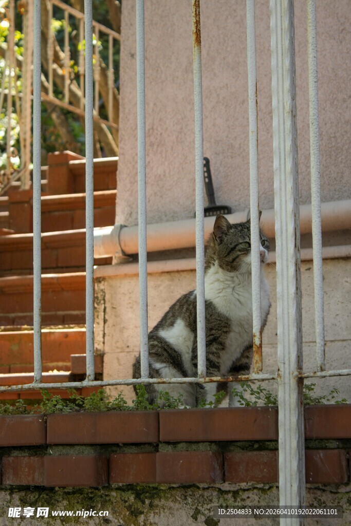 铁栏后的黑白猫咪