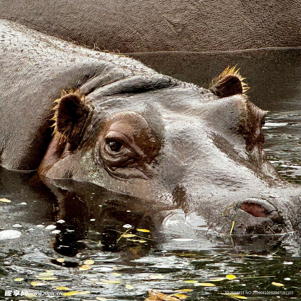 水中的河马