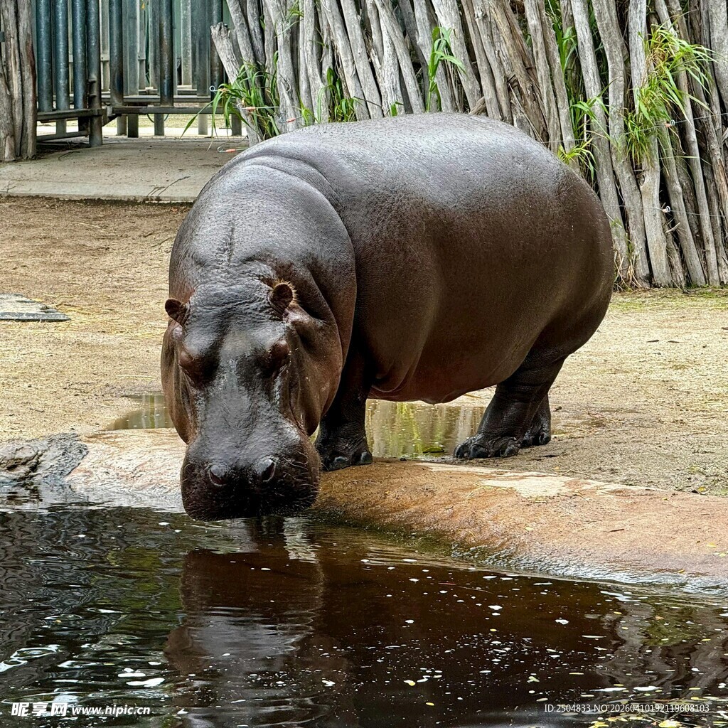 河边的河马