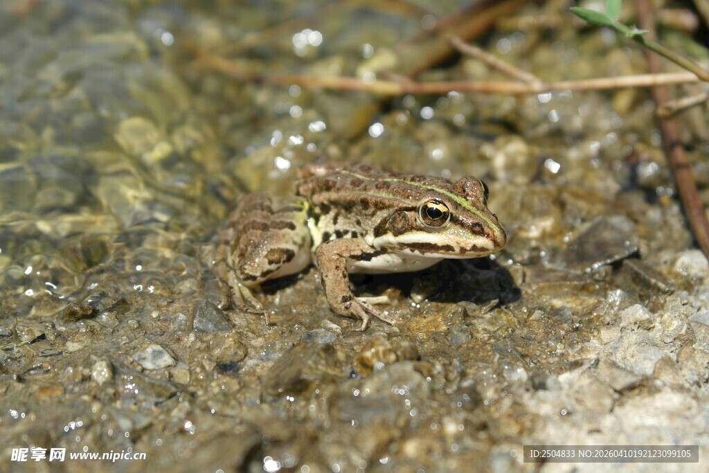 水中的青蛙