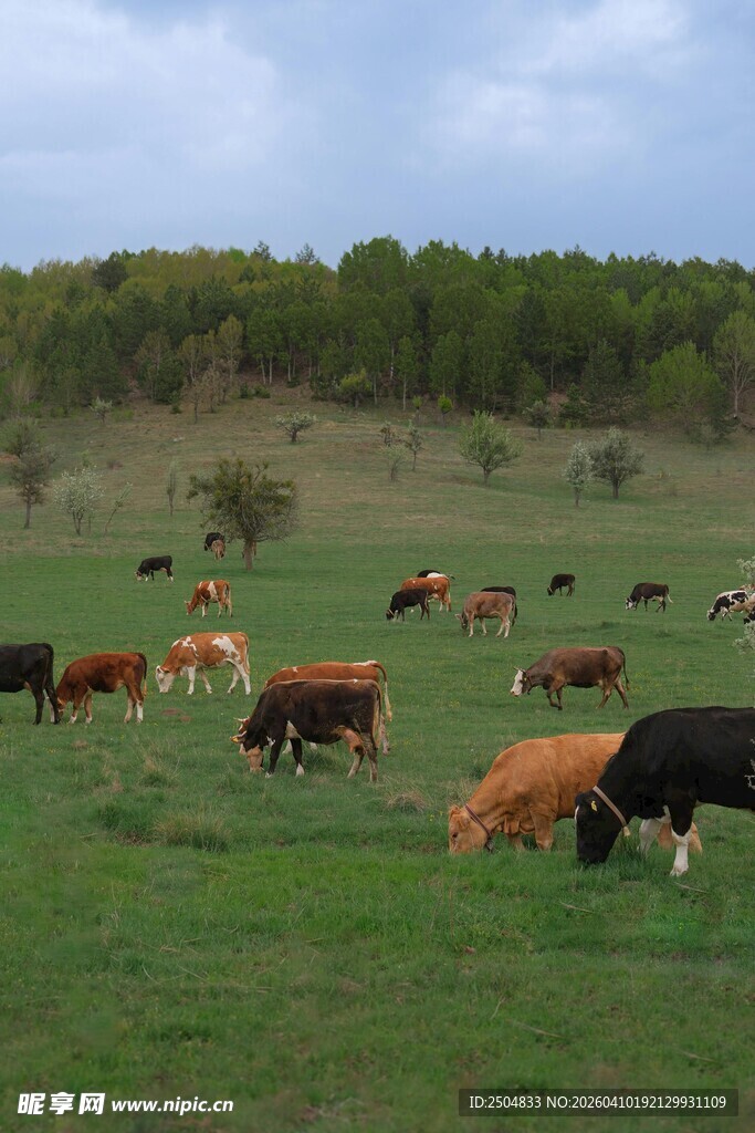 草原上的牛群悠然吃草