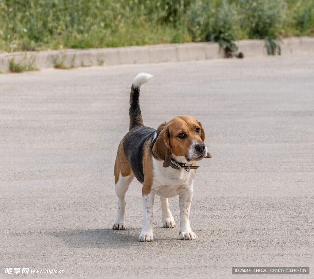 小猎犬在户外道路上行走