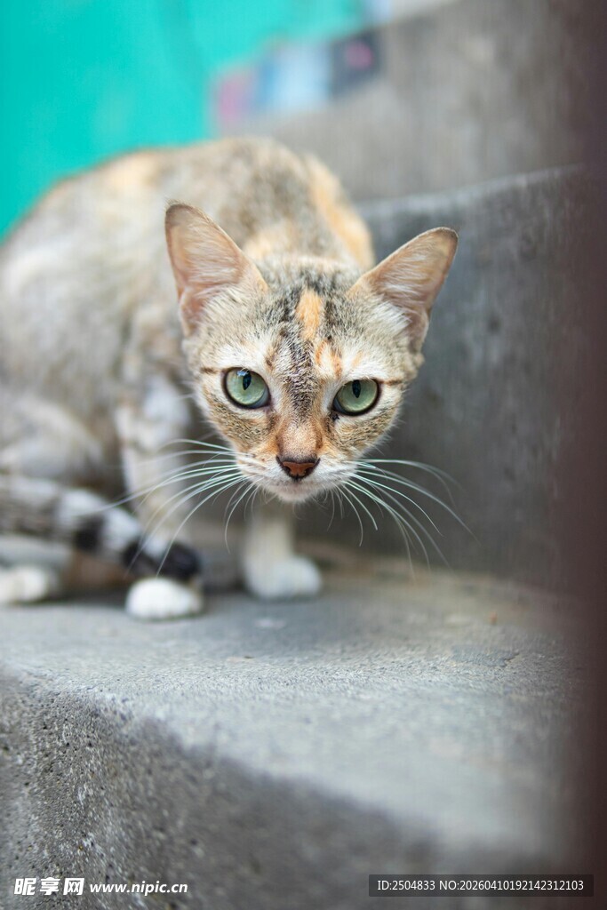 蹲坐台阶的可爱斑纹猫咪