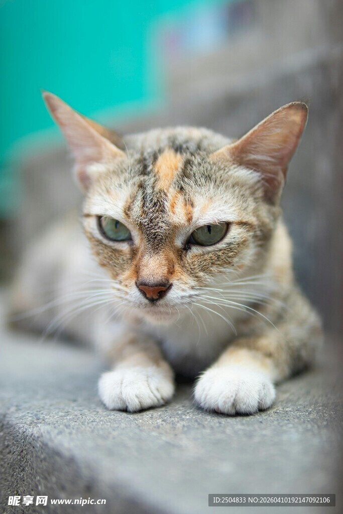 趴着的三色小猫