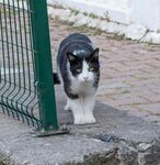 黑白猫于围栏旁行走