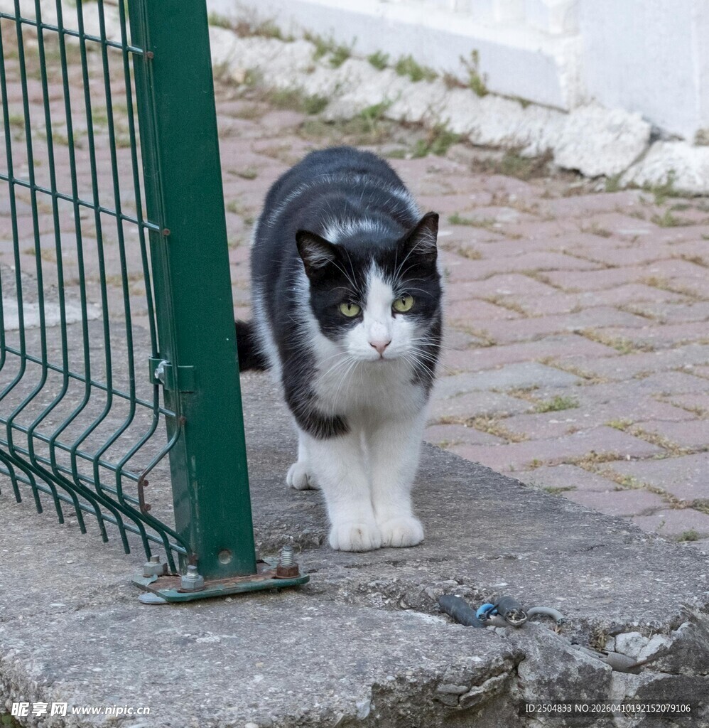 黑白猫于围栏旁行走