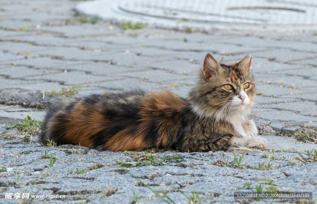 户外休憩的长毛猫咪