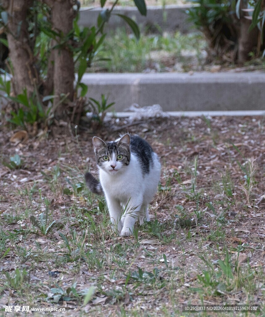 漫步草地的三色猫咪