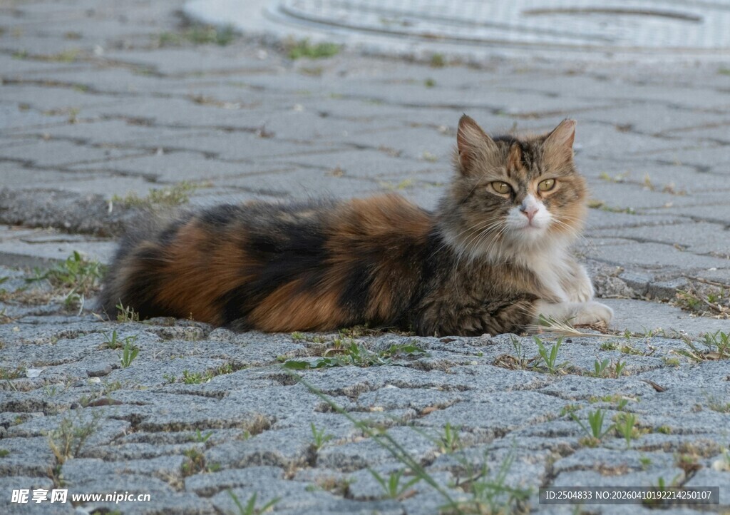 石板上休憩的三色猫咪