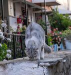 灰白猫咪于石上低头嗅闻