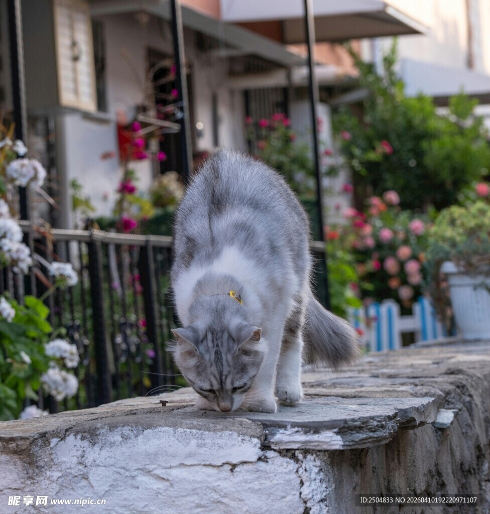 灰白猫咪于石上低头嗅闻