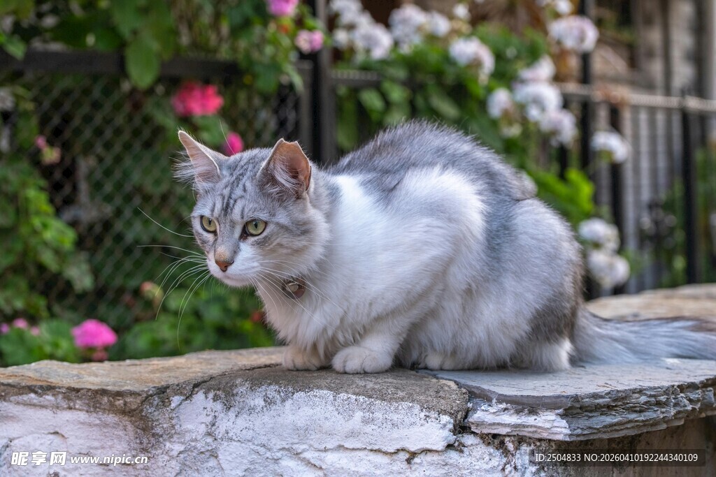石台上的灰白猫咪