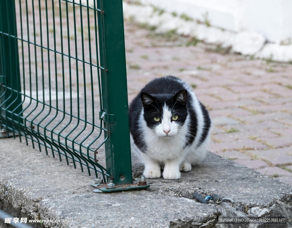 黑白猫咪蹲在围栏旁
