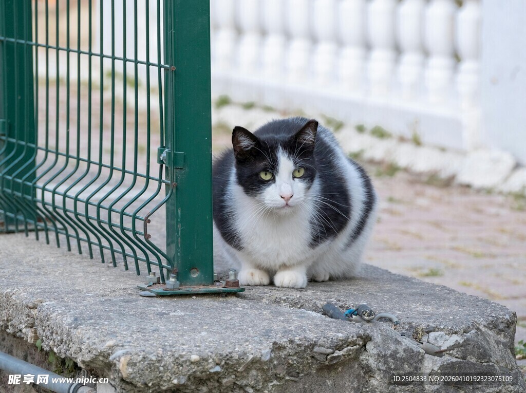 黑白猫咪蹲坐于石台上