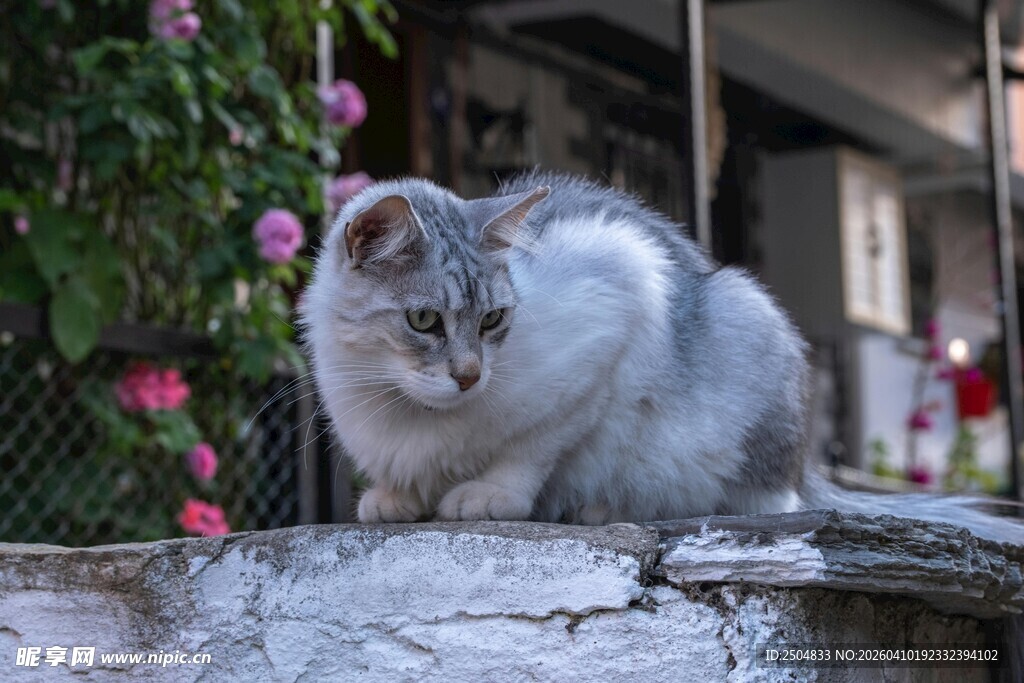 灰白猫咪静卧石沿