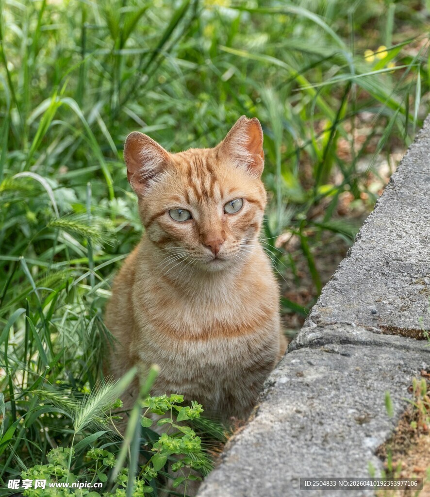草丛中的可爱橘猫