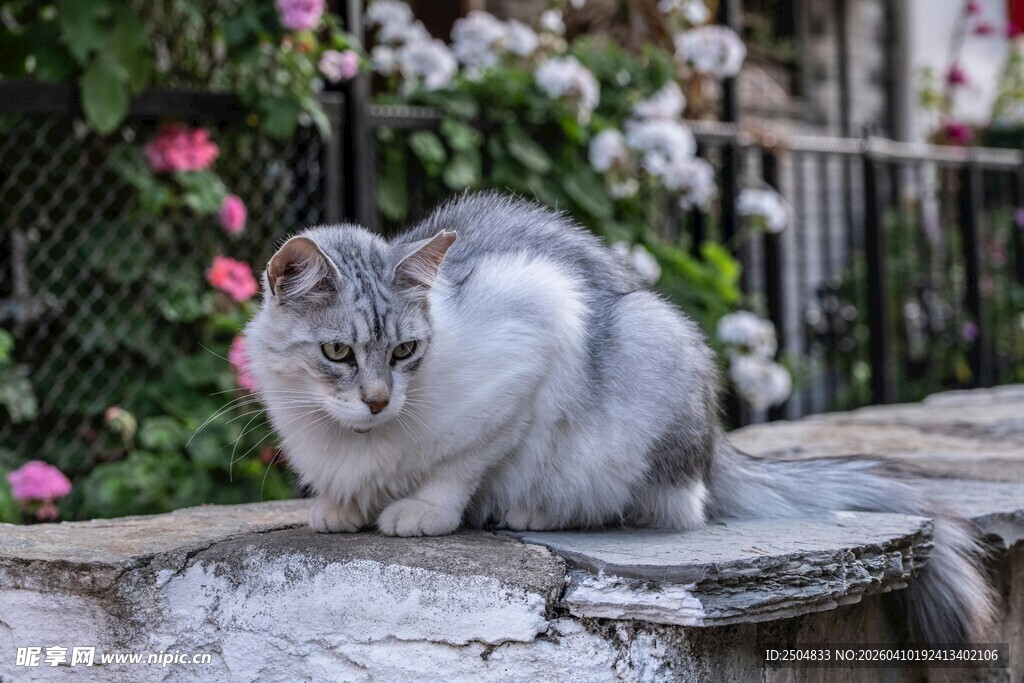 灰白猫咪静卧石台上