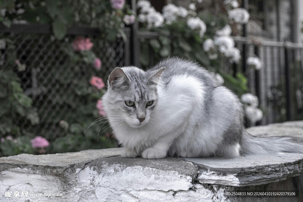 灰白猫咪静卧于石台上