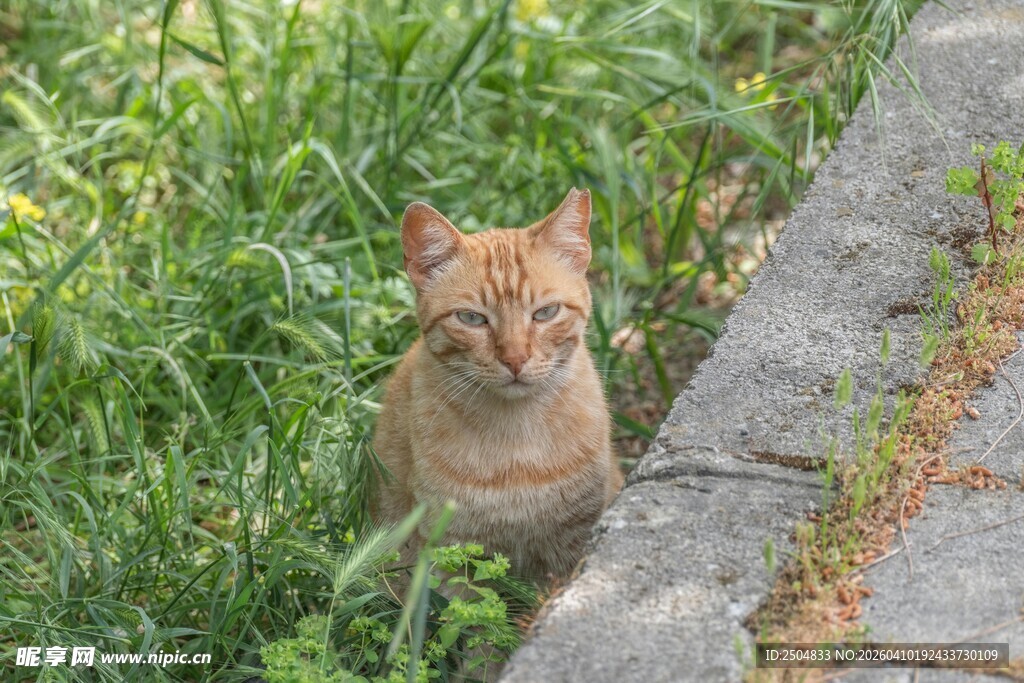 草丛边的可爱小猫咪