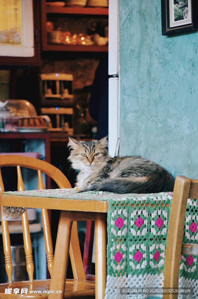 慵懒猫咪趴于多彩桌布上