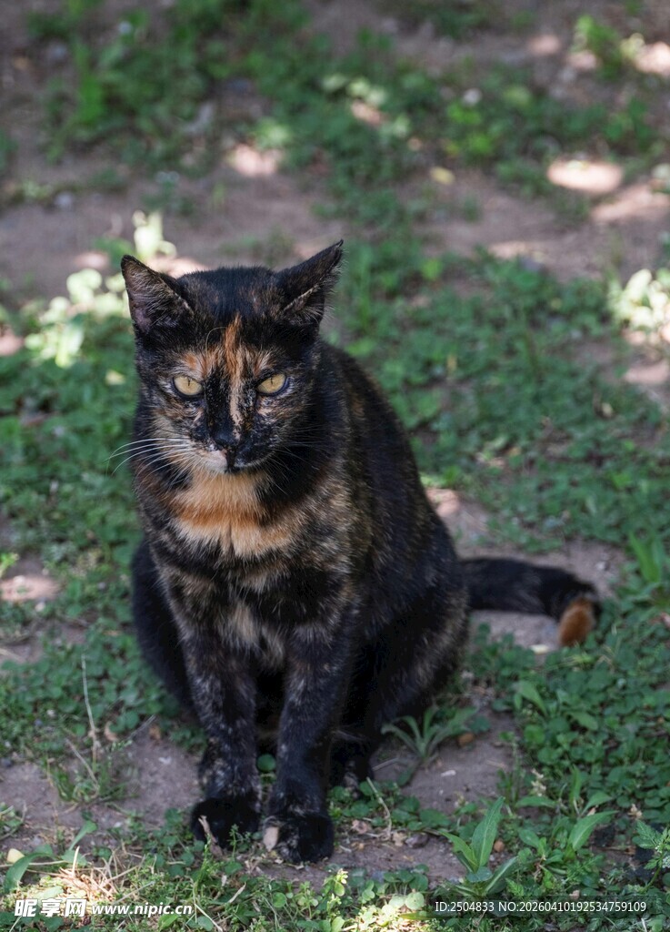 草地上的三色猫咪