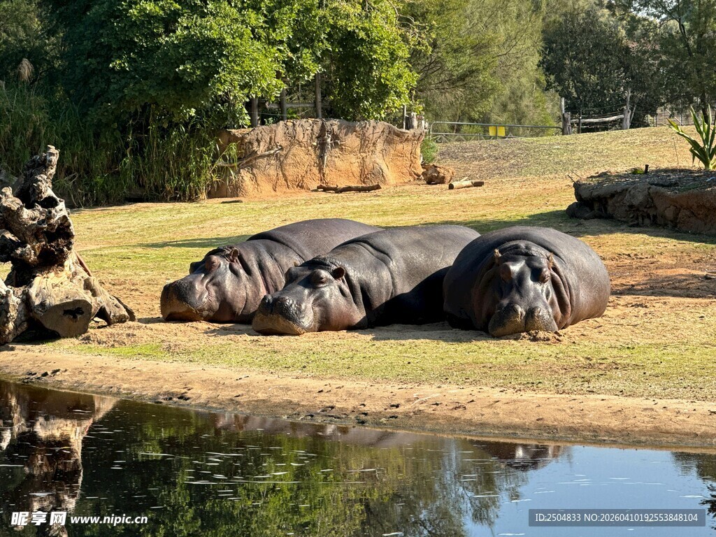 岸边休憩的河马群