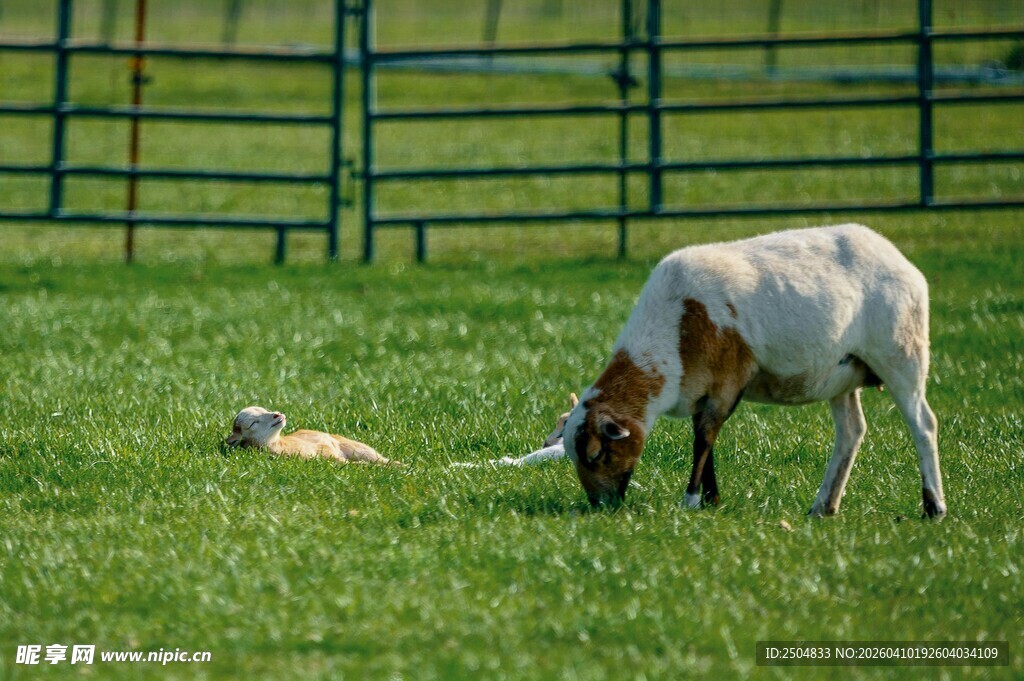 母羊与小羊在草地休憩