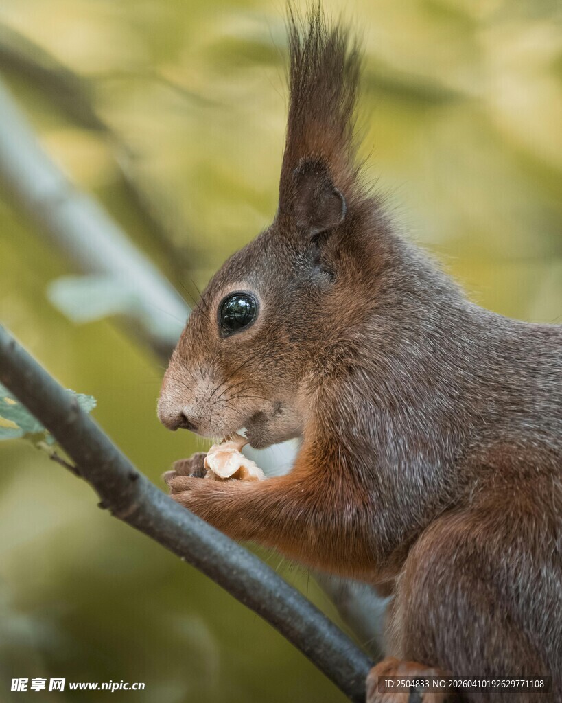 松鼠枝头进食瞬间