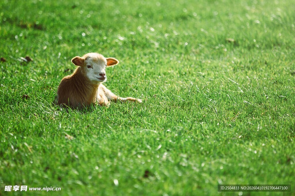 草地上的悠闲小狗