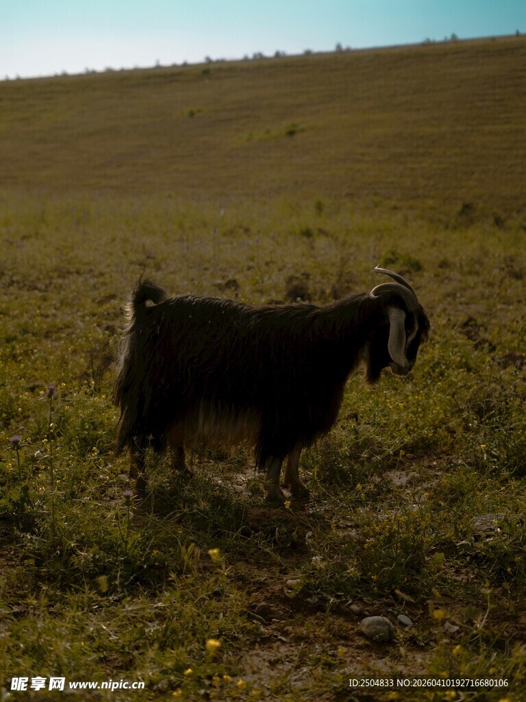 草原上的黑山羊