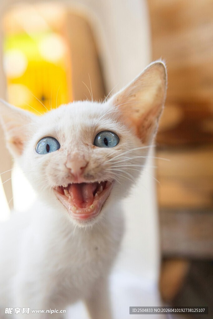张嘴小猫的可爱瞬间