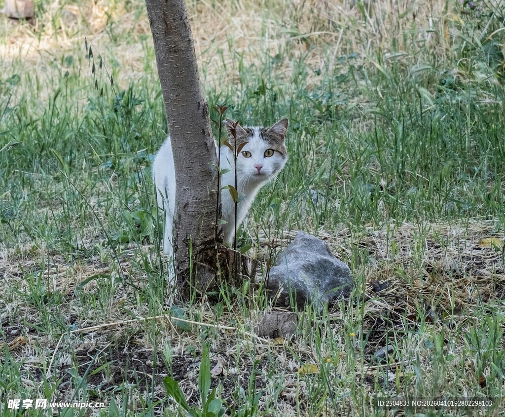 树下猫咪好奇张望