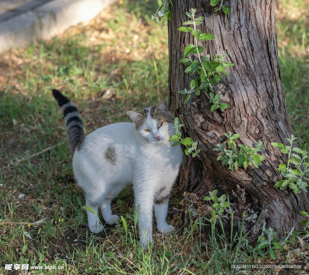 树下猫咪好奇张望