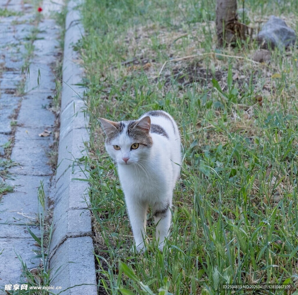 草地上的可爱猫咪