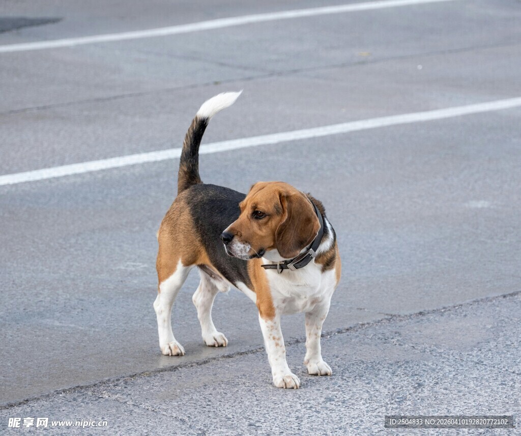 路边站立的三色小猎犬