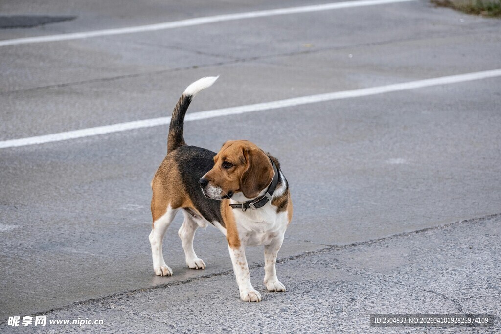 路上行走的三色小猎犬