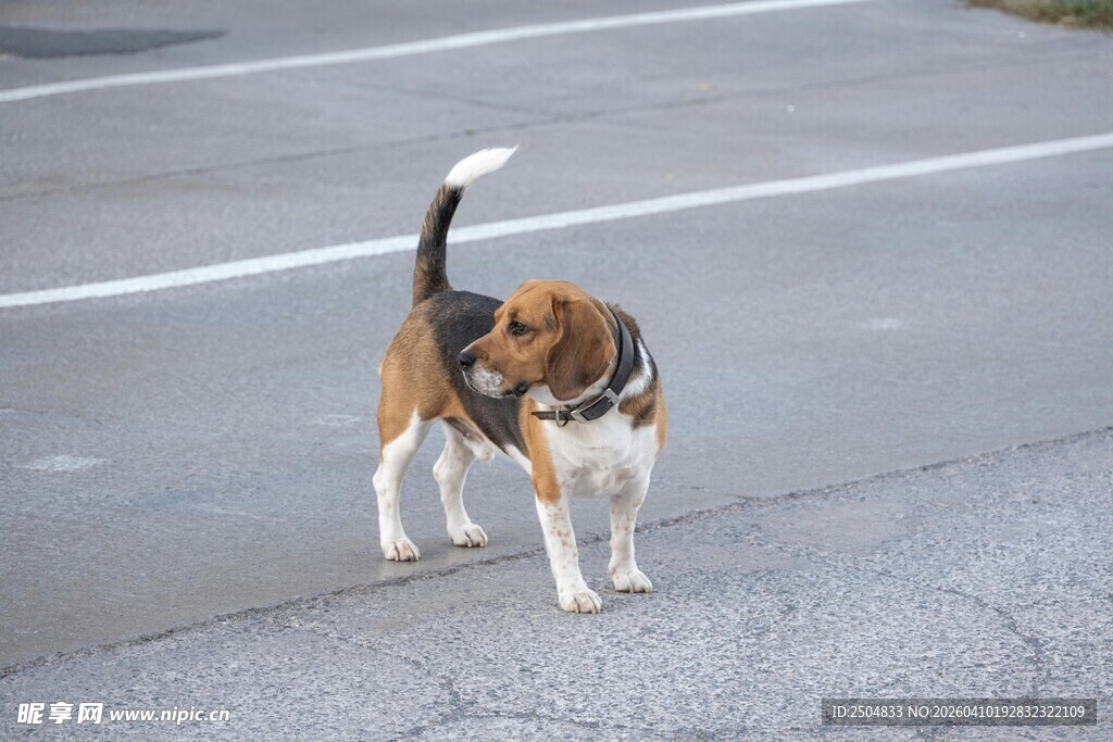 路上行走的三色猎犬