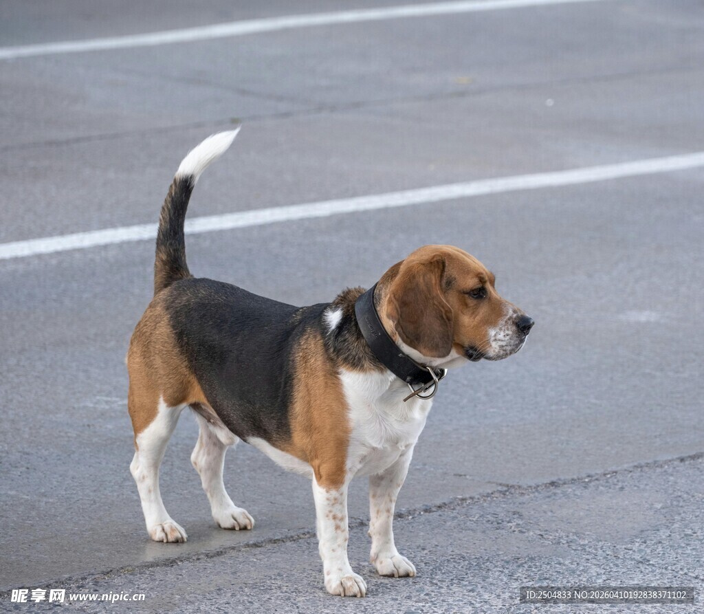 站立的小猎犬