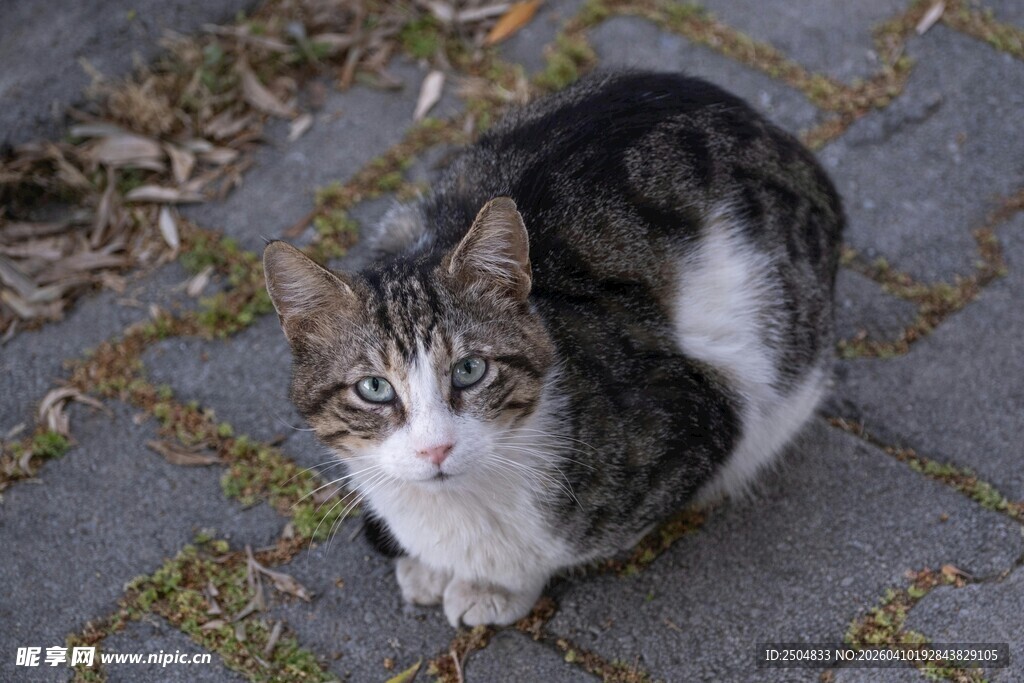 蹲坐的花猫