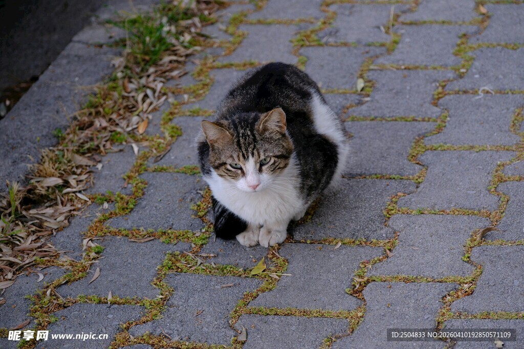 路边的三色猫咪