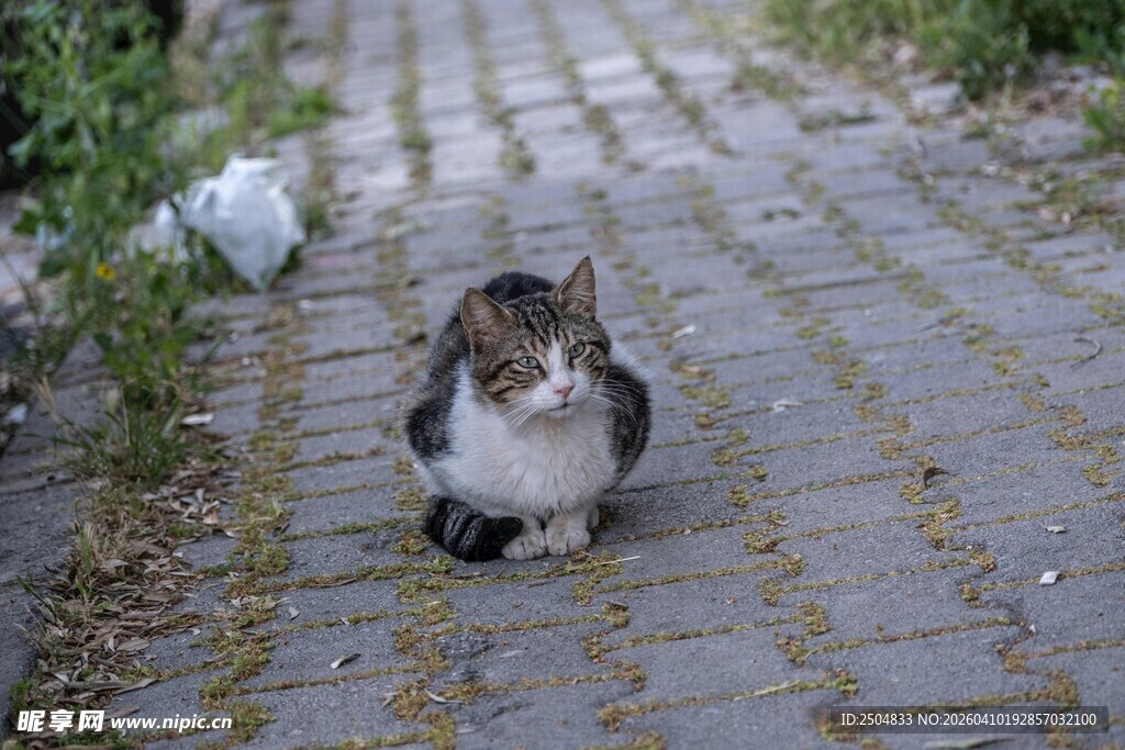 小猫咪漫步在砖石小道上