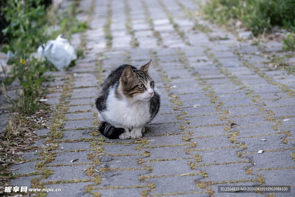 小猫咪蹲坐于砖石小径上