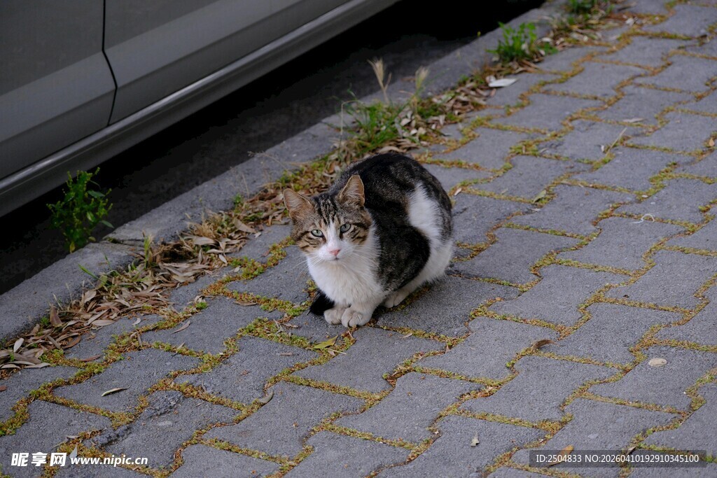 路边蹲坐的可爱猫咪